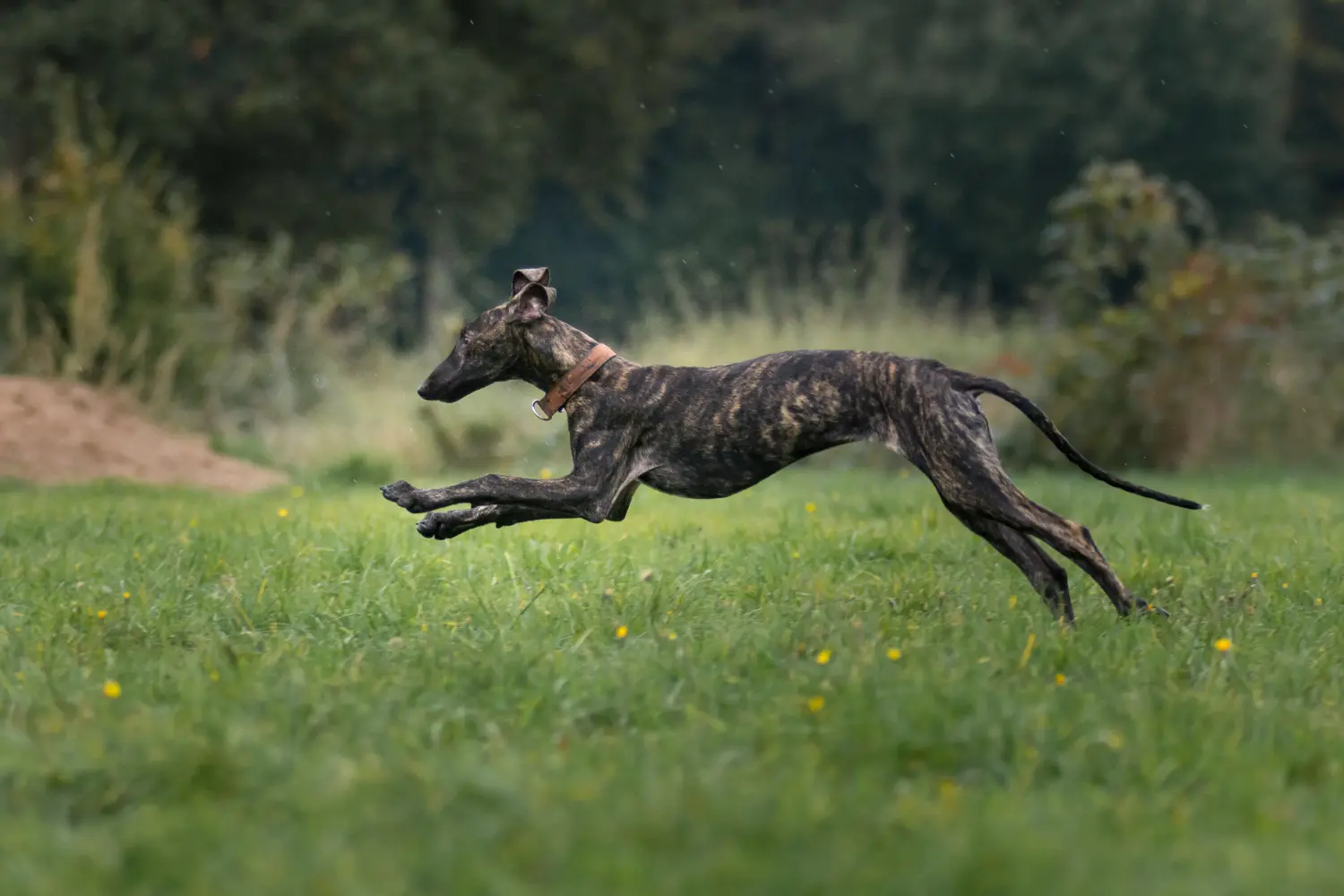 At købe en Galgo Espanol-hvalp betyder at tage ansvar! Køb Galgo Espanol hvalpe.