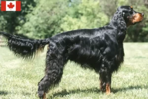 Read more about the article Gordon Setter opdrættere og hvalpe i Canada