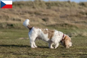 Read more about the article Grand Basset Griffon Vendéen opdrættere og hvalpe i Tjekkiet