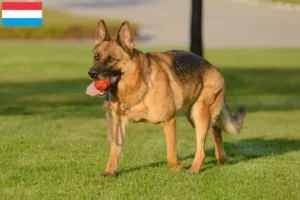 Read more about the article Hyrdehundeopdrættere og hvalpe i Luxembourg