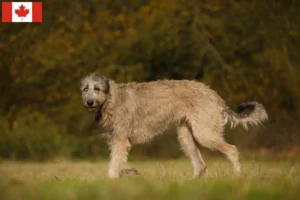 Read more about the article Irske ulvehundeopdrættere og hvalpe i Canada