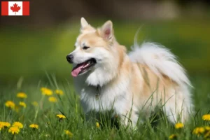 Read more about the article Islandske hundeopdrættere og hvalpe i Canada