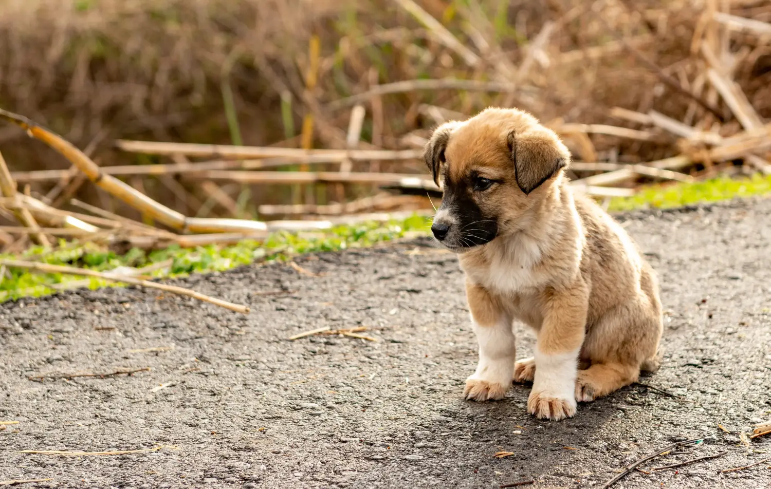 At købe en Kangal-hvalp betyder at tage ansvar! Køb Kangal-hvalpe.