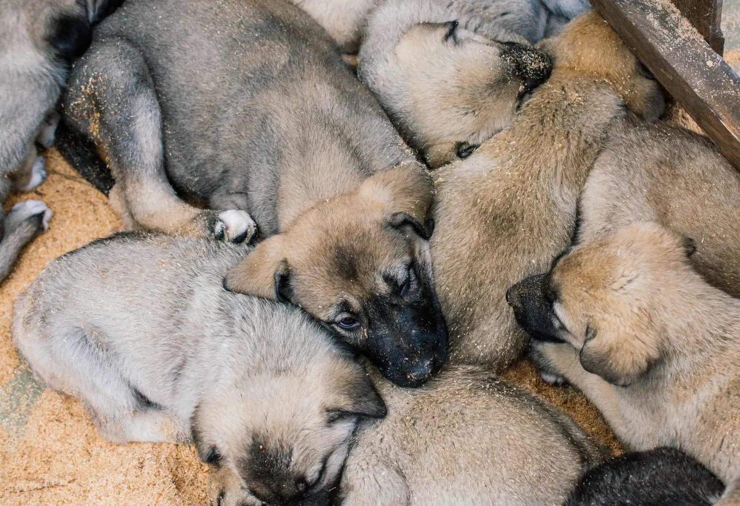 At købe en Kangal-hvalp betyder at tage ansvar! Køb Kangal-hvalpe.