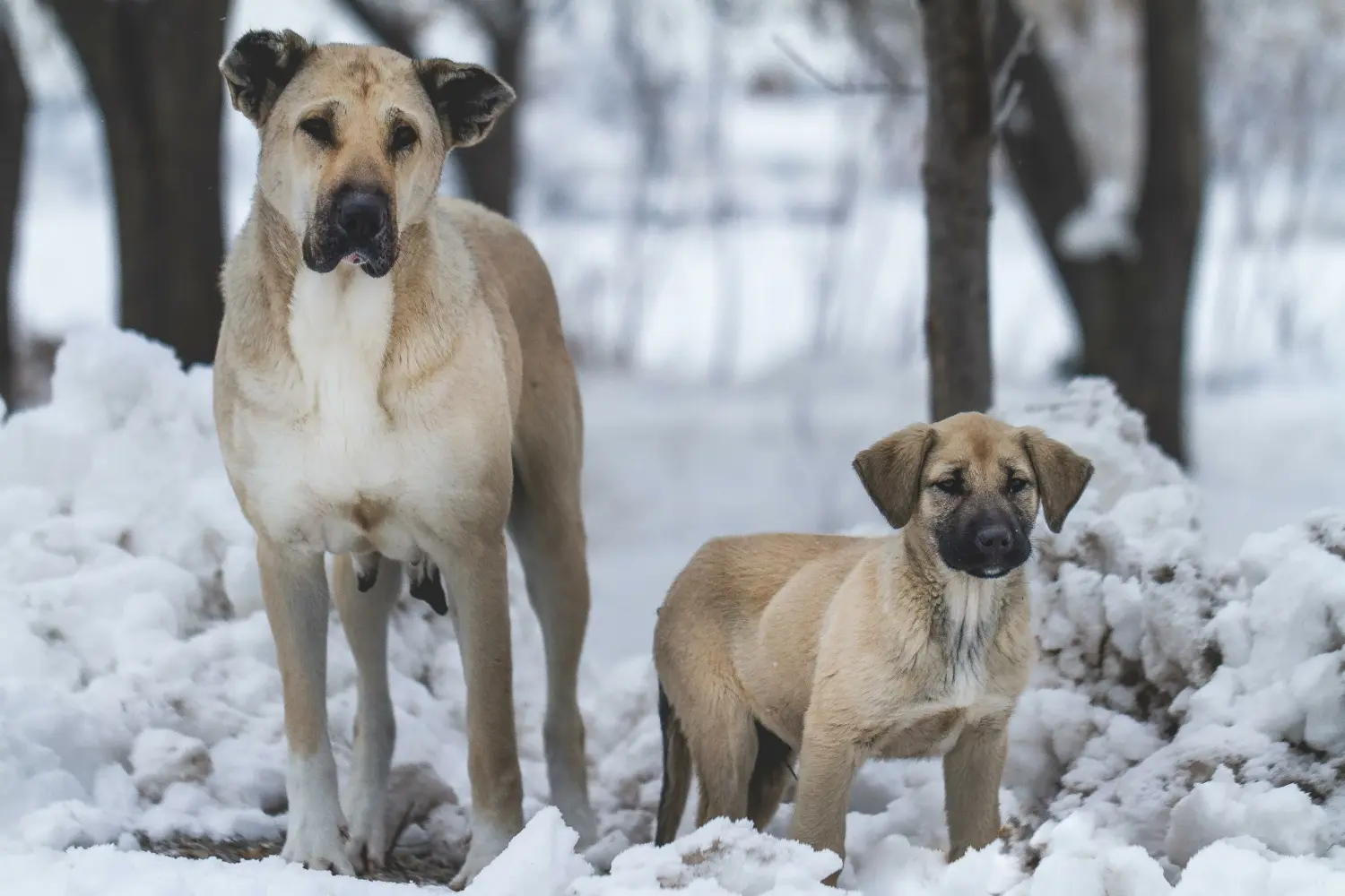 At købe en Kangal-hvalp betyder at tage ansvar! Køb Kangal-hvalpe.