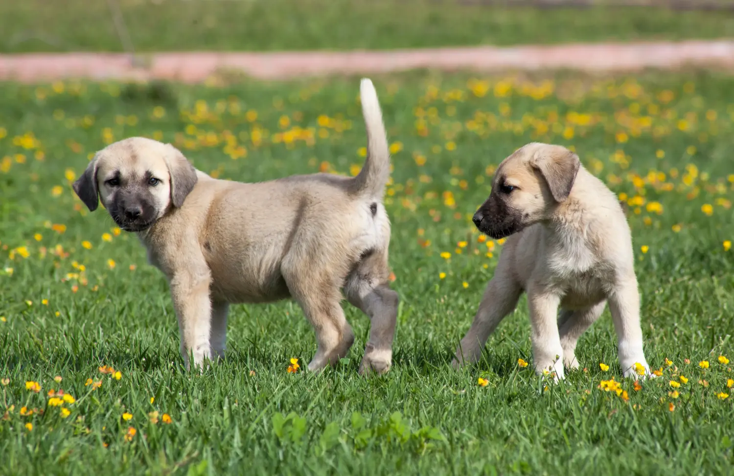 At købe en Kangal-hvalp betyder at tage ansvar! Køb Kangal-hvalpe.