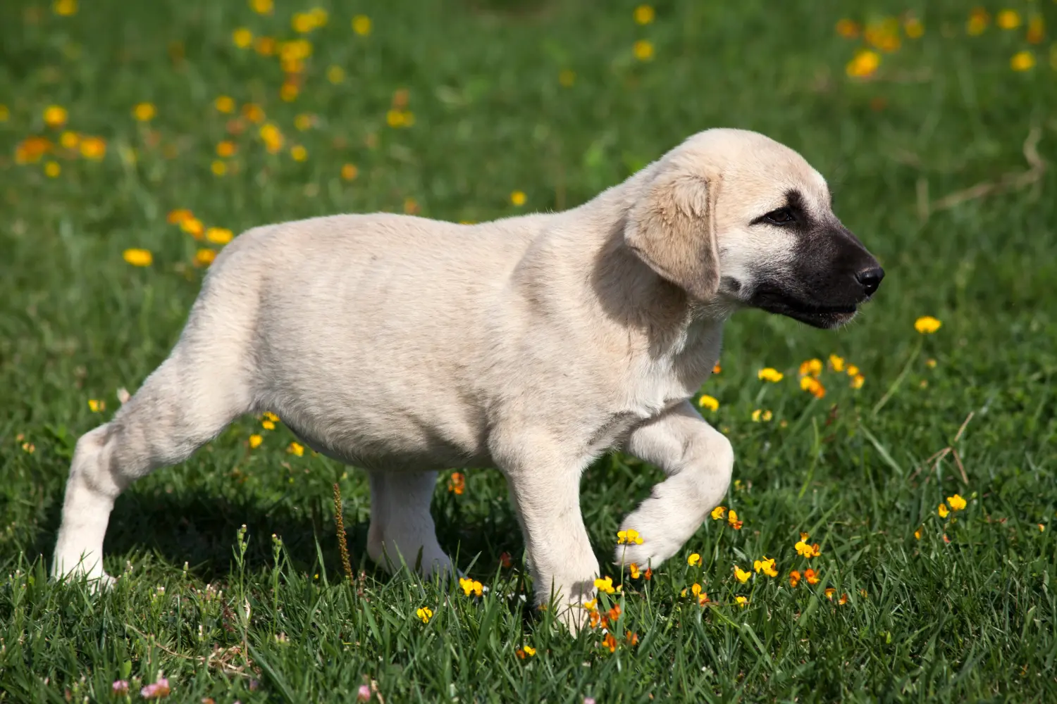 At købe en Kangal-hvalp betyder at tage ansvar! Køb Kangal-hvalpe.