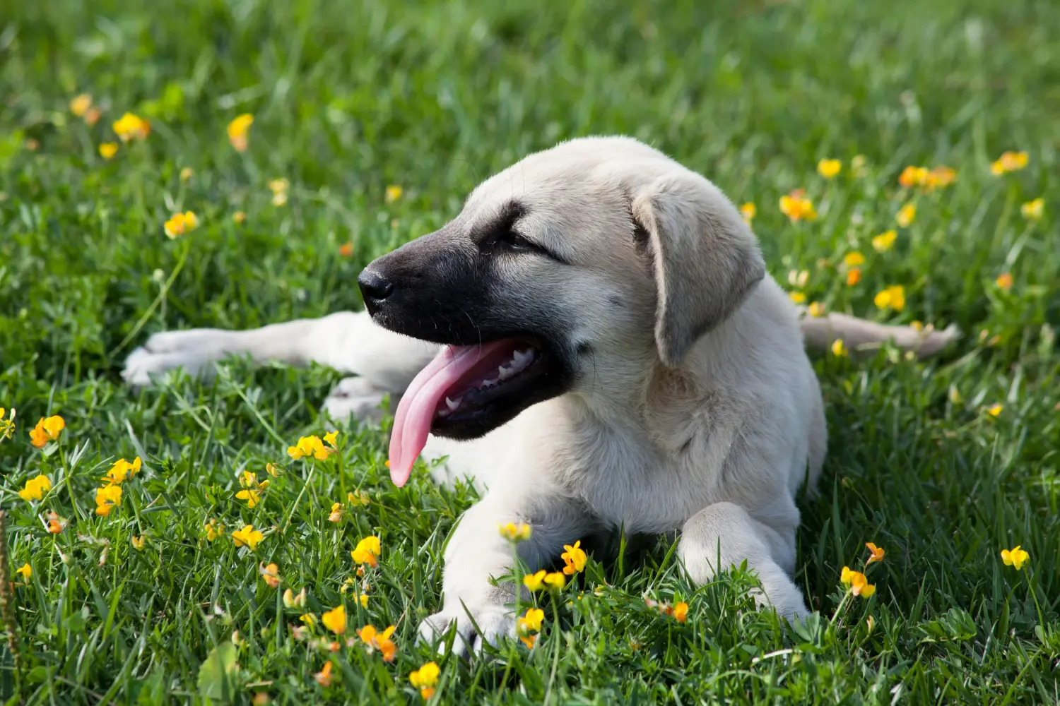 At købe en Kangal-hvalp betyder at tage ansvar! Køb Kangal-hvalpe.