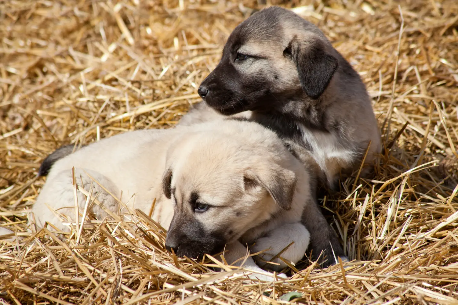 At købe en Kangal-hvalp betyder at tage ansvar! Køb Kangal-hvalpe.