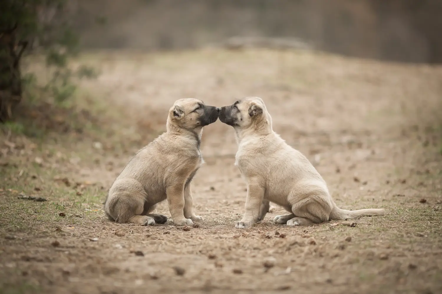 At købe en Kangal-hvalp betyder at tage ansvar! Køb Kangal-hvalpe.