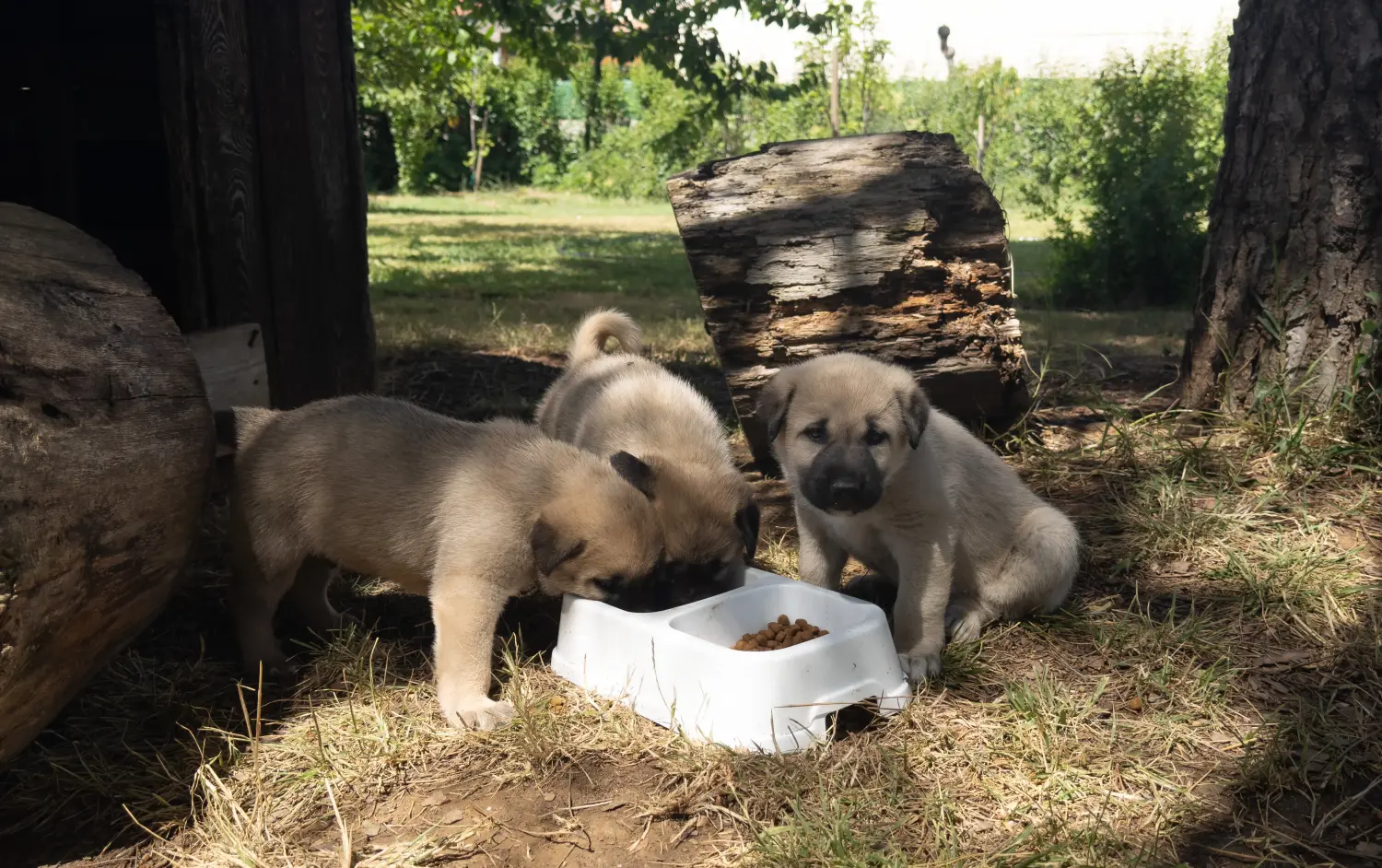 At købe en Kangal-hvalp betyder at tage ansvar! Køb Kangal-hvalpe.