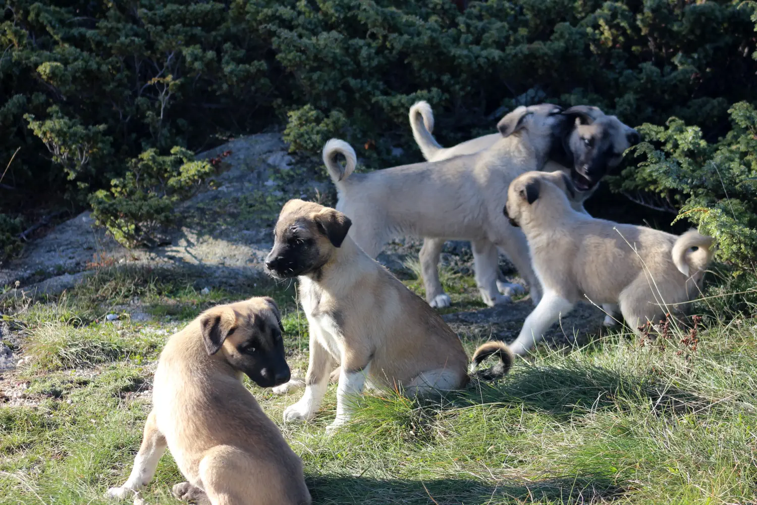 At købe en Kangal-hvalp betyder at tage ansvar! Køb Kangal-hvalpe.