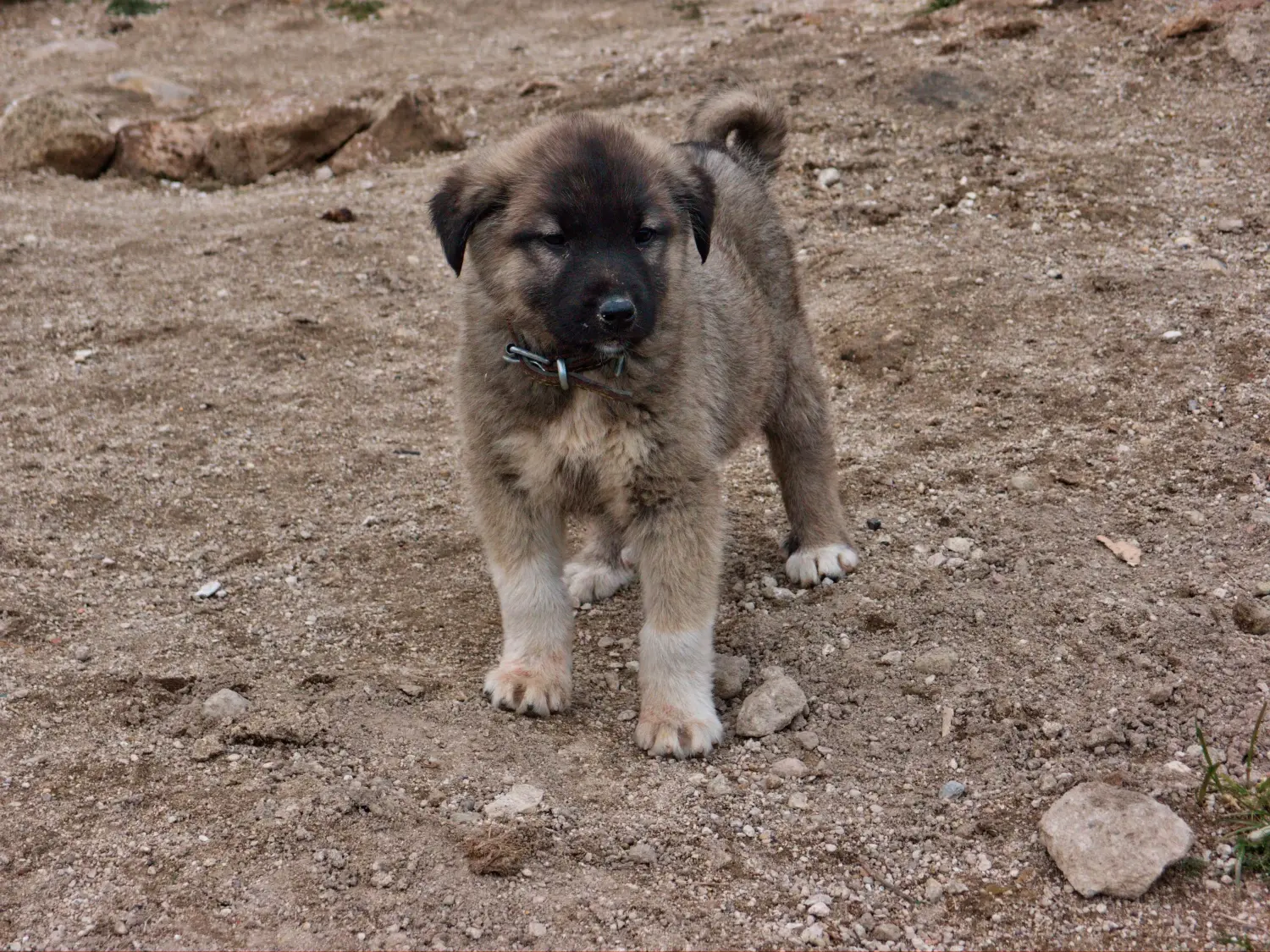 At købe en Kangal-hvalp betyder at tage ansvar! Køb Kangal-hvalpe.