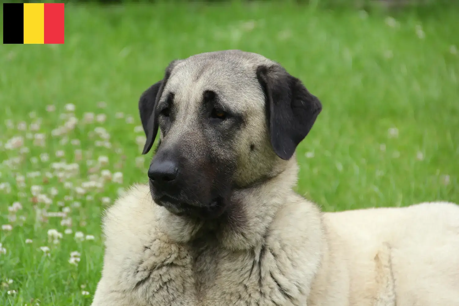 Kangal hvalpe og opdrættere Belgien Find Kangal-opdrættere i Belgien her.