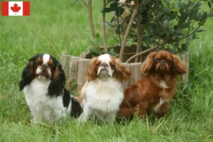 Read more about the article King Charles Spaniel opdrættere og hvalpe i Canada