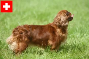 Read more about the article King Charles Spaniel opdrættere og hvalpe i Schweiz