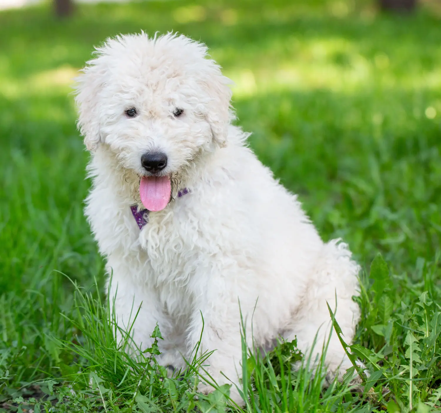 At købe en komondorhvalp betyder at tage ansvar! Køb Komondor-hvalpe.