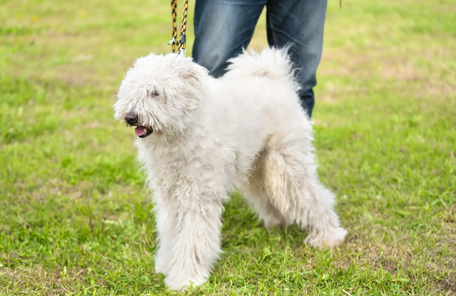 At købe en komondorhvalp betyder at tage ansvar! Køb Komondor-hvalpe.