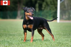 Read more about the article Miniature Pinscher opdrættere og hvalpe i Canada