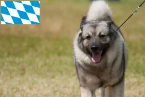 Read more about the article Norske elghundeopdrættere og hvalpe i Bayern