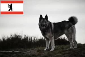 Read more about the article Norsk elghund opdrætter og hvalpe i Berlin