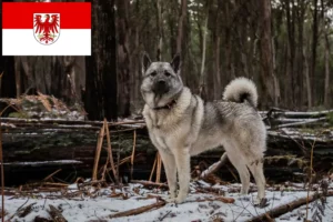 Read more about the article Norske elghundeopdrættere og hvalpe i Brandenburg