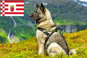 Read more about the article Norsk elghund opdrætter og hvalpe i Bremen