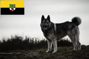 Read more about the article Norske elghundeopdrættere og hvalpe i Sachsen-Anhalt