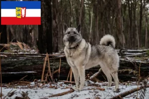 Read more about the article Norske elghundeopdrættere og hvalpe i Slesvig-Holsten