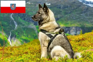 Read more about the article Norske elghundeopdrættere og hvalpe i Thüringen