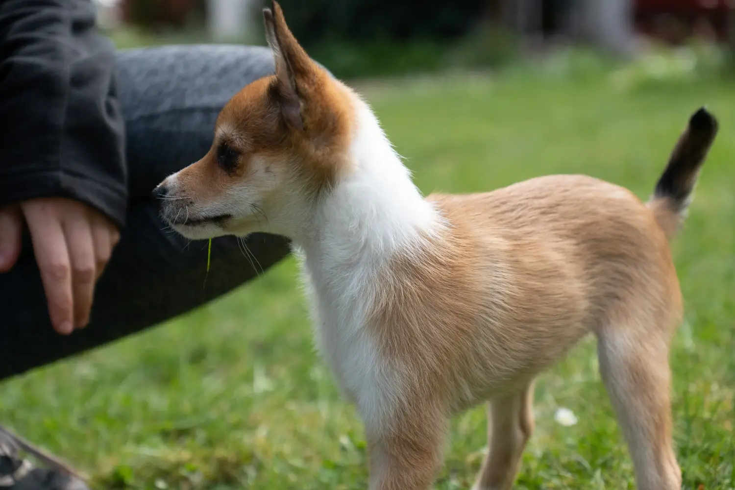 At købe en norsk lundehundehvalp betyder at tage ansvar! Køb norske lundehundehvalpe.