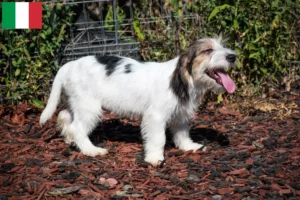 Read more about the article Petit Basset Griffon Vendéen opdrættere og hvalpe i Italien