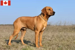 Read more about the article Rhodesian Ridgeback opdrættere og hvalpe i Canada