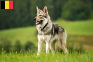 Read more about the article Saarloos ulvehundeopdrættere og hvalpe i Belgien