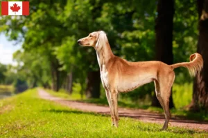 Read more about the article Saluki opdrættere og hvalpe i Canada