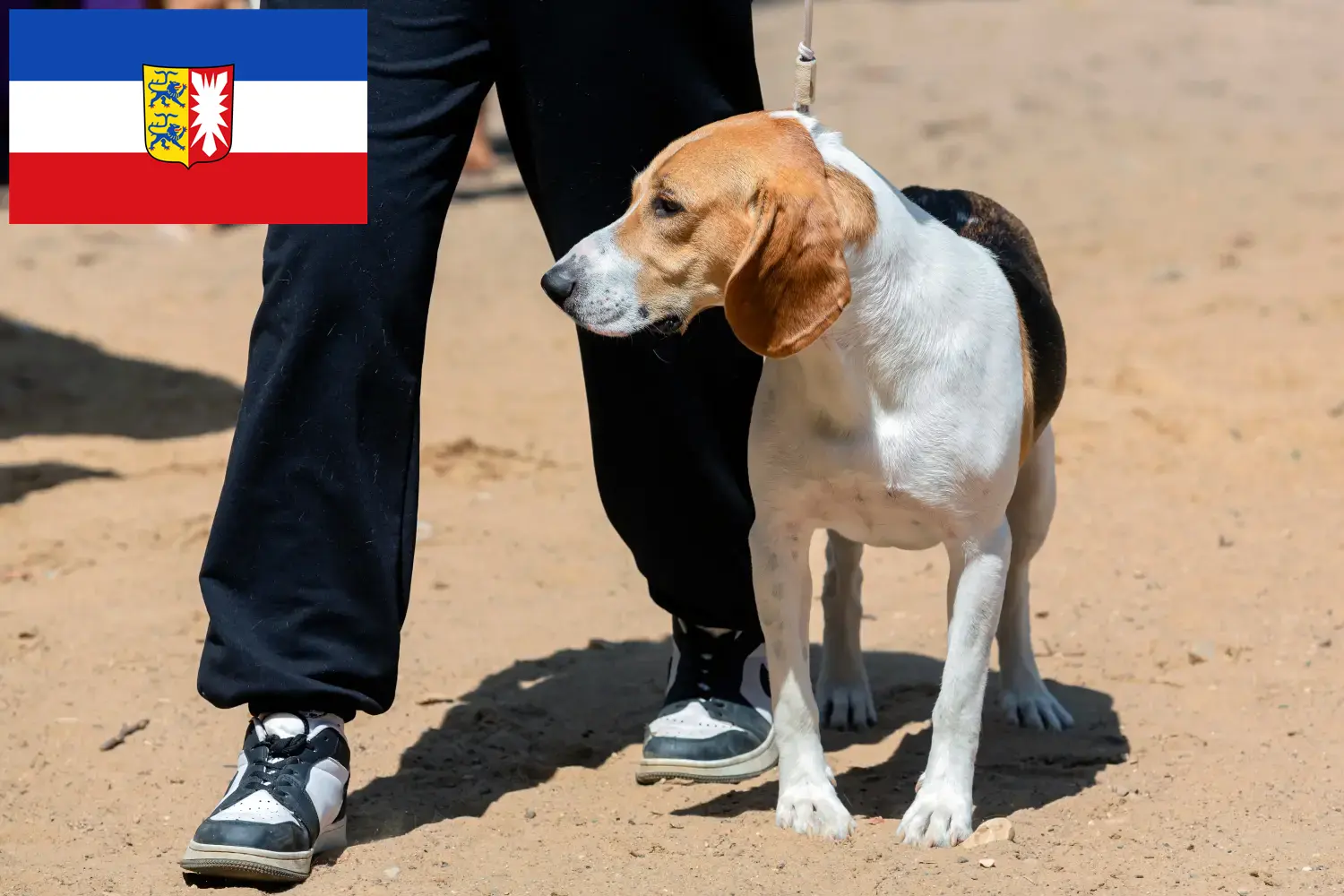 Hvalpe og opdrættere af schweizer-hollandshunde i Slesvig-Holsten Her kan du finde schweiziske alpehundeopdrættere i Slesvig-Holsten.