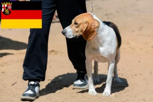 Read more about the article Schweizisk Downhill hundeopdrætter og hvalpe i Rheinland-Pfalz