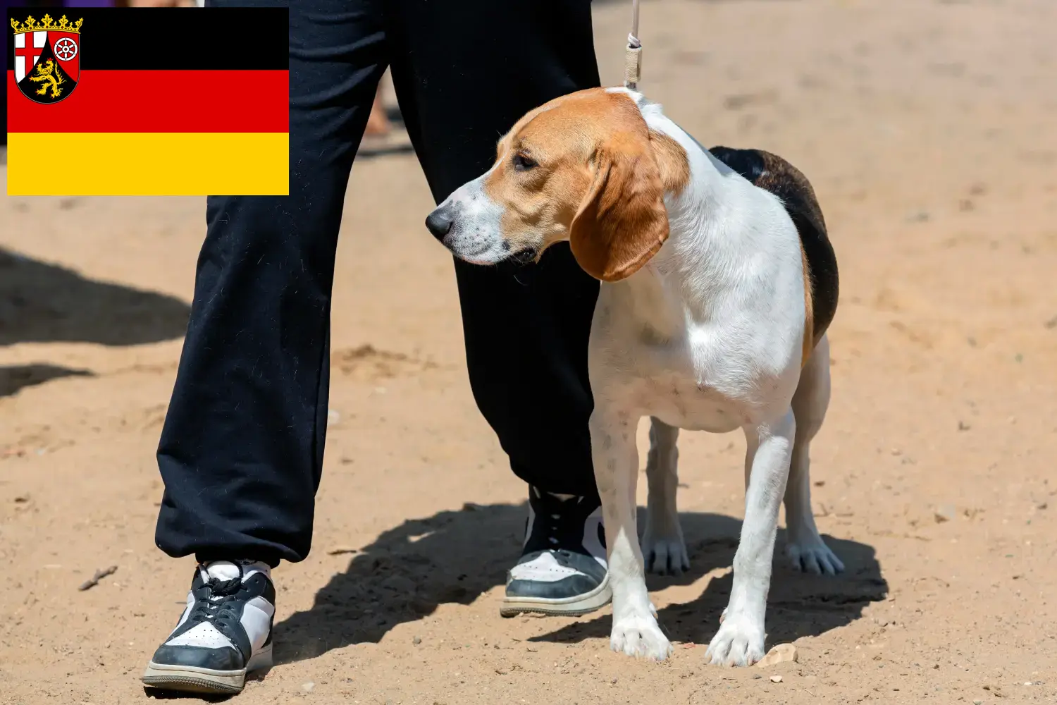Read more about the article Schweizisk Downhill hundeopdrætter og hvalpe i Rheinland-Pfalz