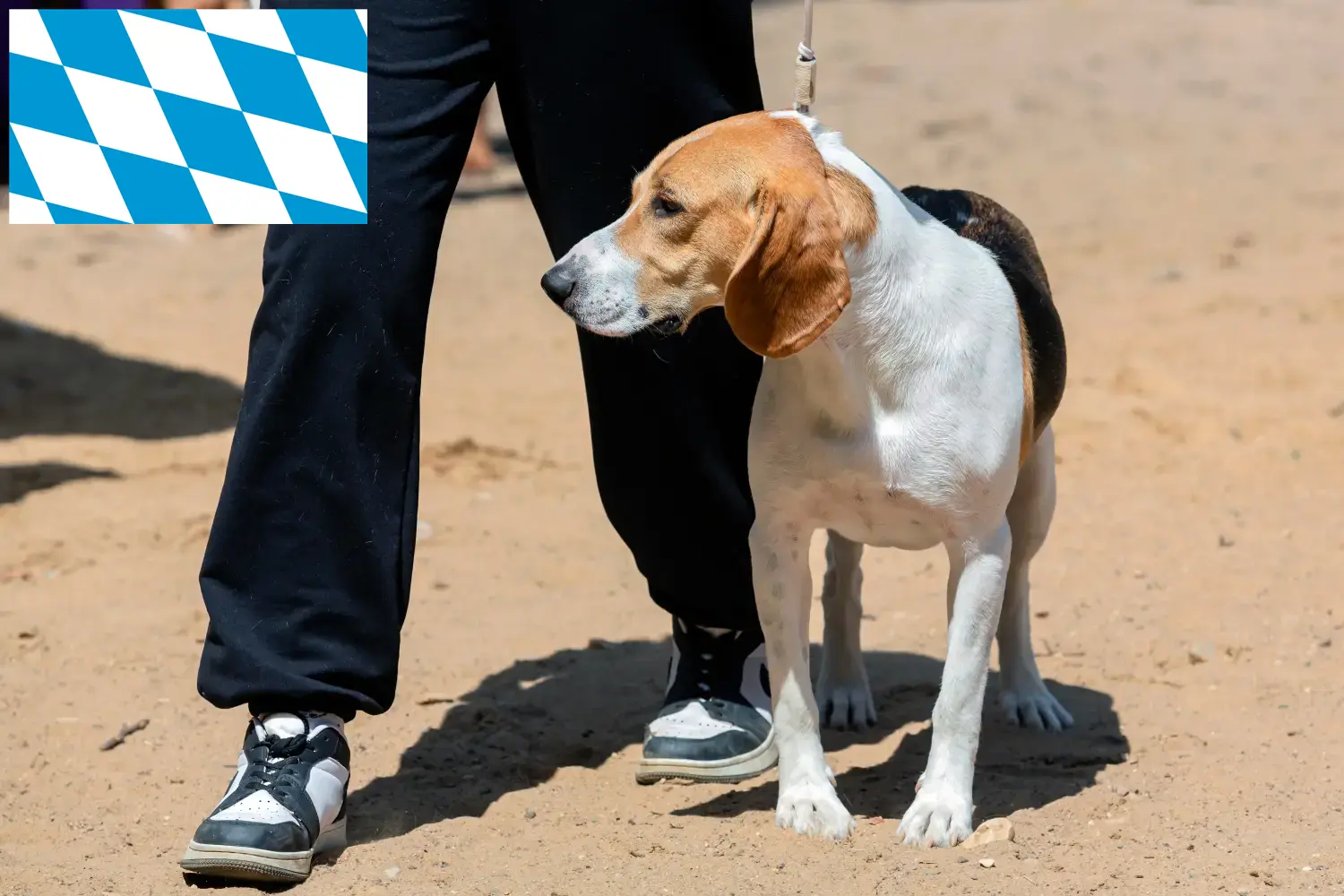 Schweiziske nederlandske hundehvalpe og opdrættere i Bayern Her kan du finde schweiziske alpehundeopdrættere i Bayern.