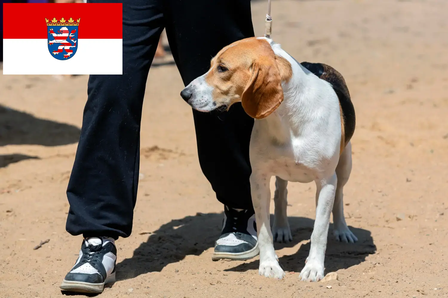 Read more about the article Schweizisk Downhill hundeopdrætter og hvalpe i Hessen