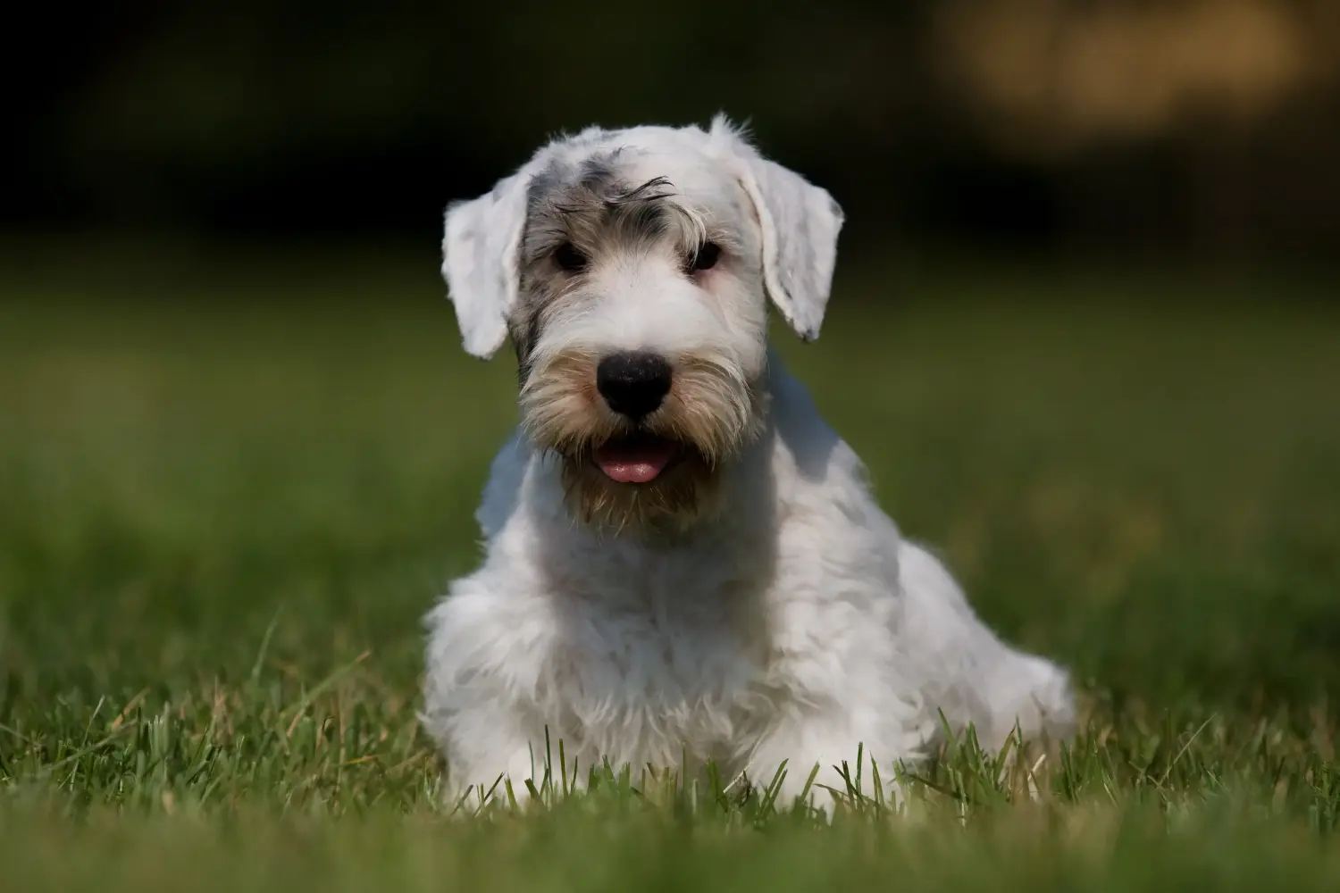 At købe en Sealyham Terrier-hvalp betyder at tage ansvar! Køb Sealyham Terrier hvalpe.