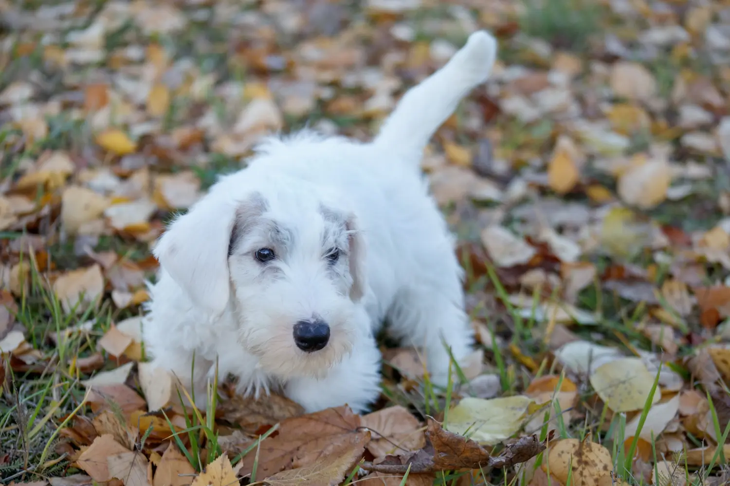 At købe en Sealyham Terrier-hvalp betyder at tage ansvar! Køb Sealyham Terrier hvalpe.
