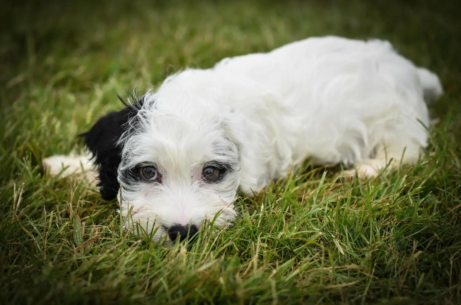 At købe en Sealyham Terrier-hvalp betyder at tage ansvar! Køb Sealyham Terrier hvalpe.