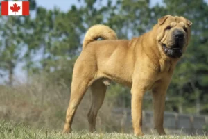 Read more about the article Shar Pei-opdrættere og hvalpe i Canada