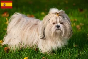 Read more about the article Shih Tzu-opdrættere og hvalpe i Spanien