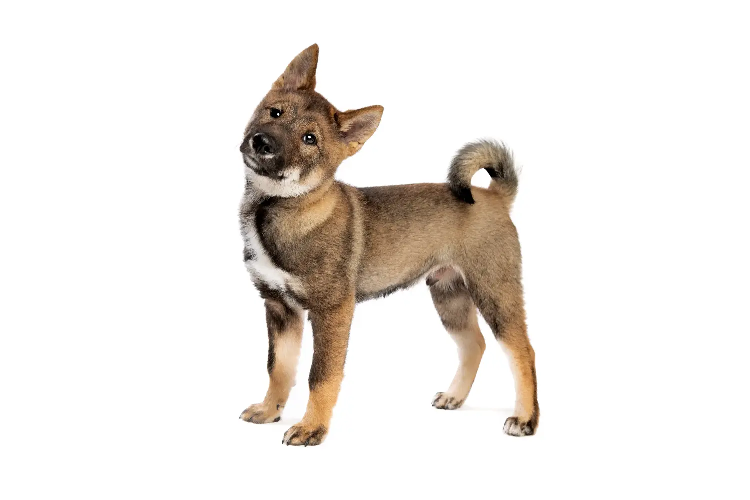 At købe en Shikoku-hvalp betyder at tage ansvar! Køb Shikoku-hvalpe.