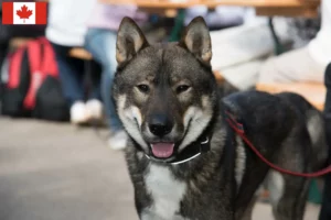 Read more about the article Shikoku-opdrættere og -hvalpe i Canada