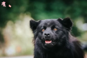 Read more about the article Svensk Lapphund opdrætter og hvalpe i Hovedstaden