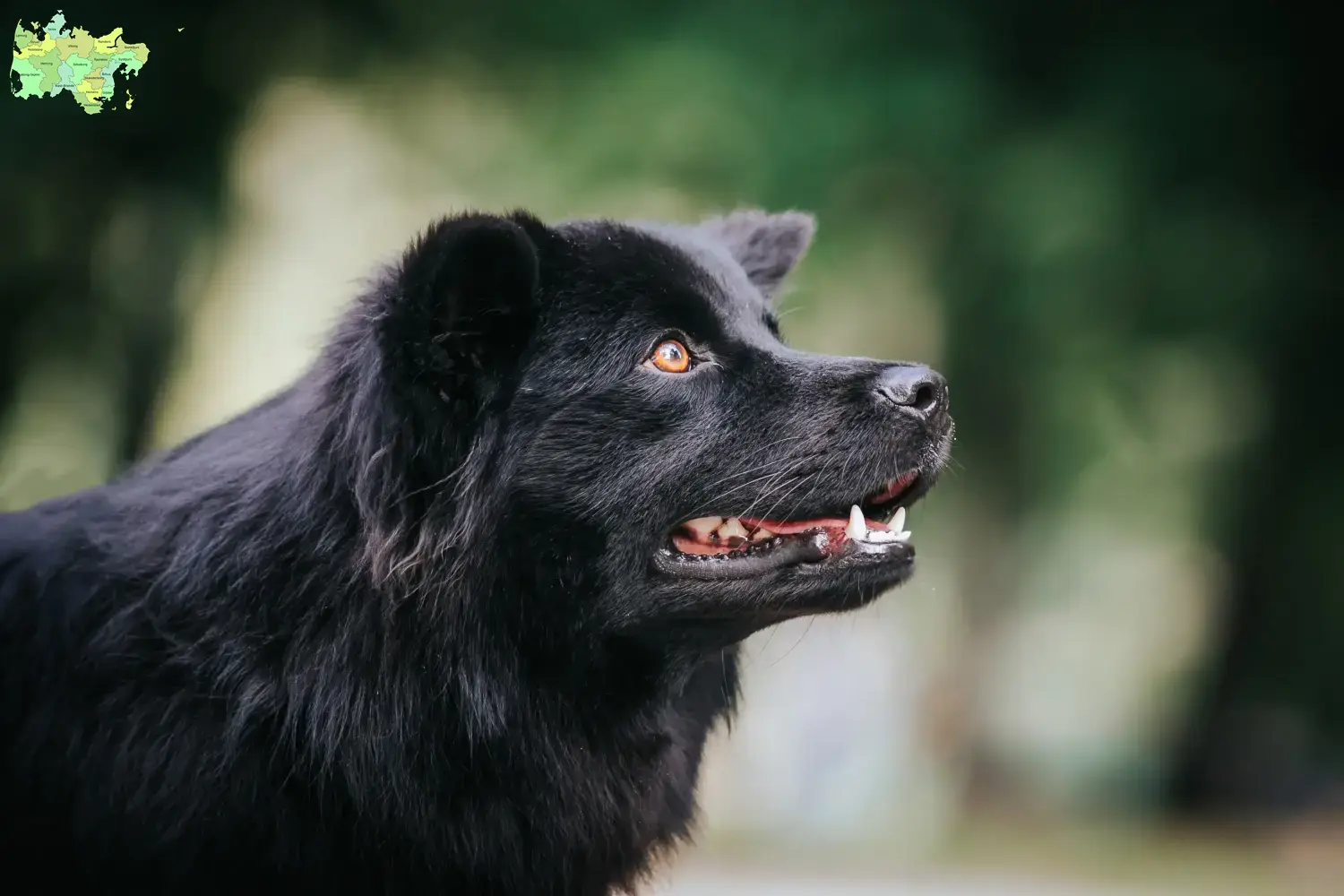 Svensk Lapphund hvalpe og opdrættere Midtjylland Find svenske lapphundeopdrættere i Midtjylland her.