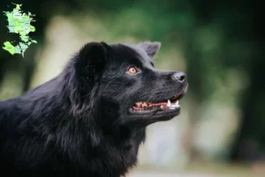 Read more about the article Svensk Lapphund opdrætter og hvalpe på Sjælland